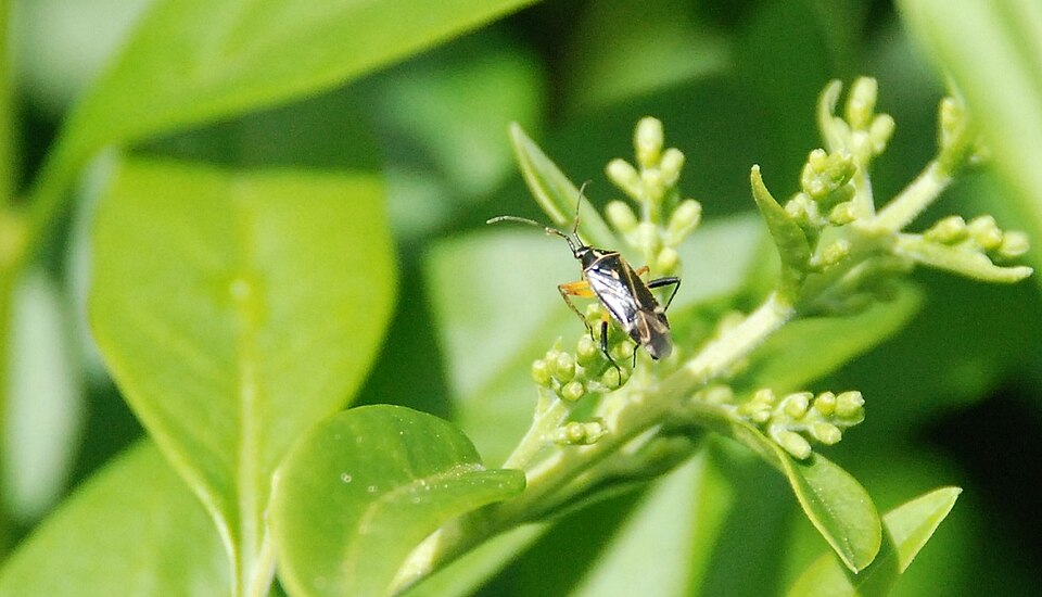 Ligustrum vulgare (common privet) (alternate view 8)
