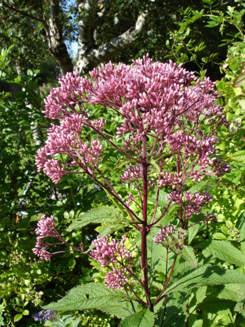 Eutrochium purpureum (sweet Joe-Pye-weed) (alternate view 6)