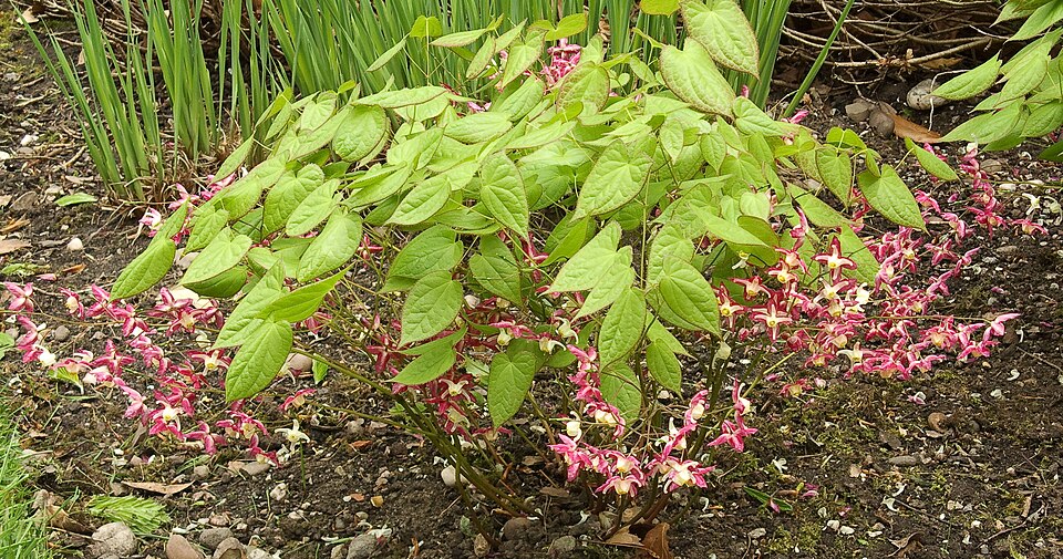 Epimedium x rubrum (alternate view 6)