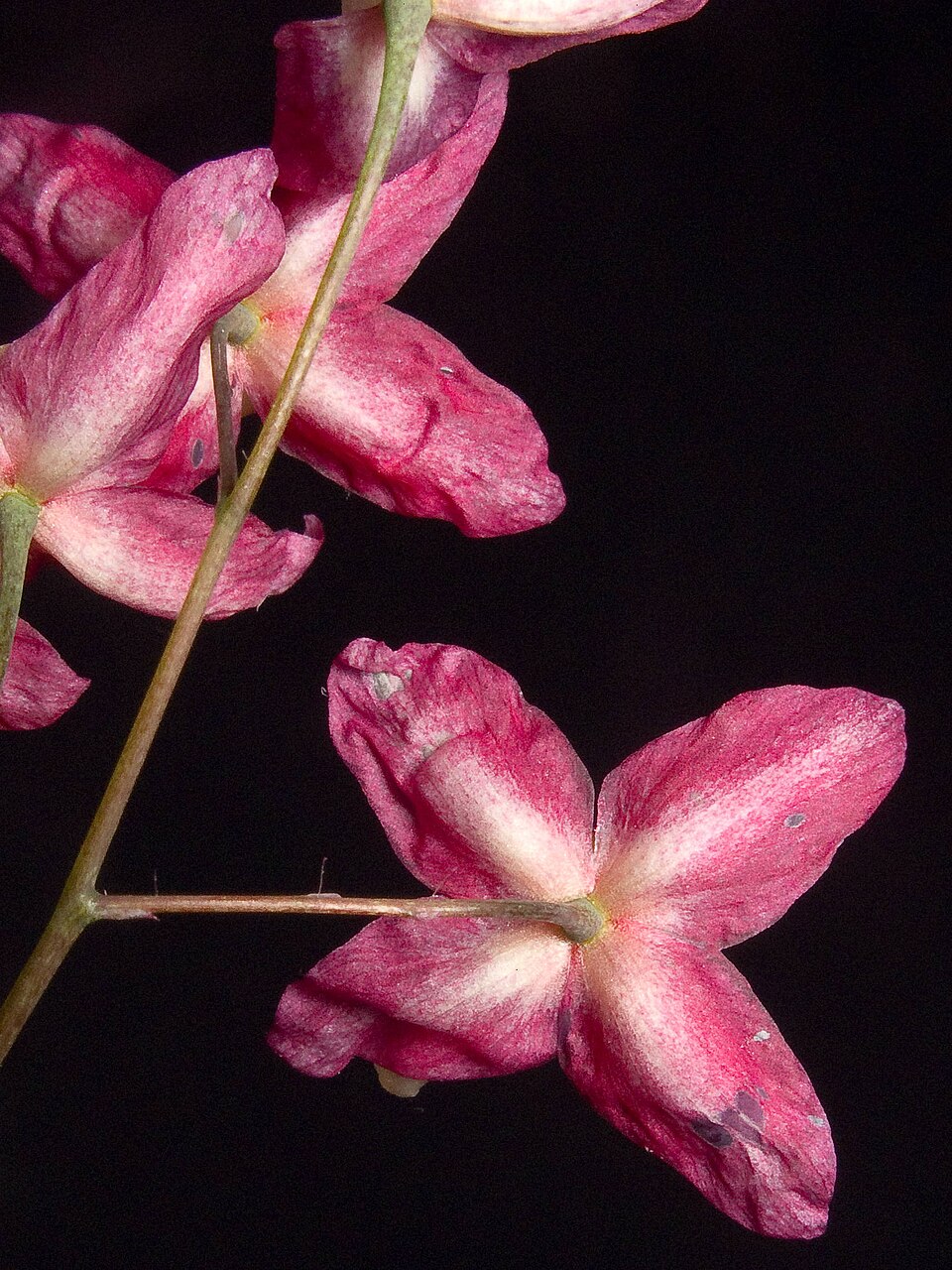Epimedium x rubrum (alternate view 7)