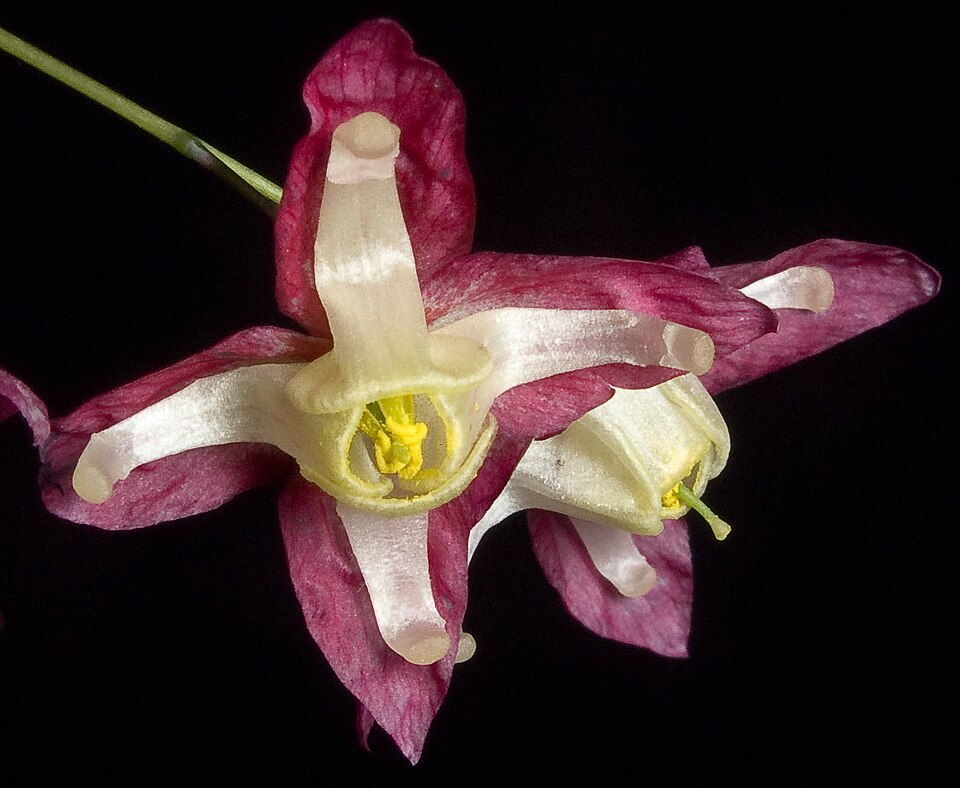Epimedium x rubrum (alternate view 8)