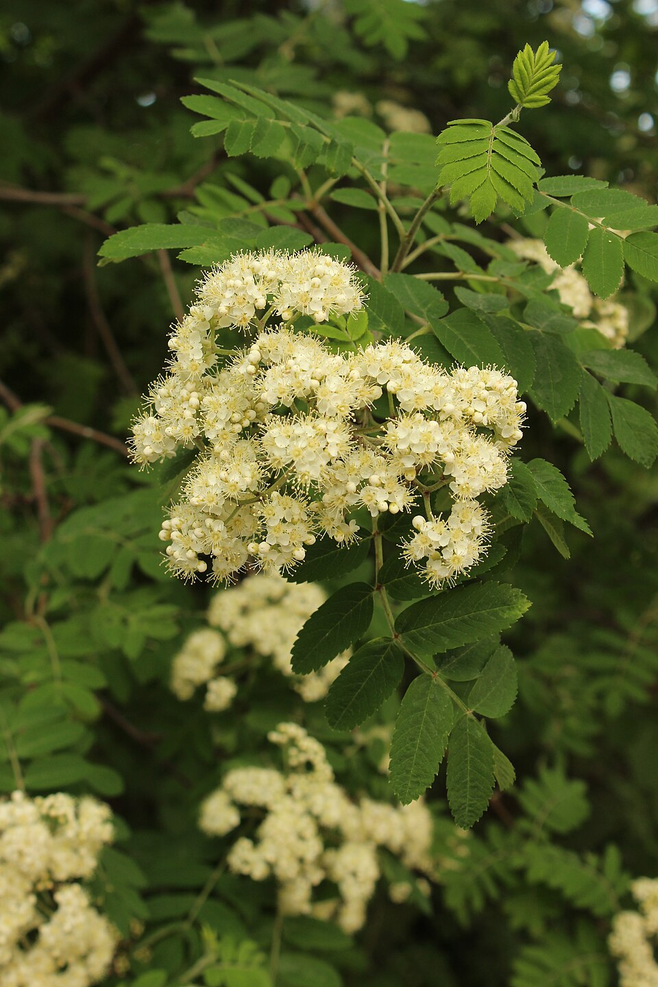 Sorbus americana (American mountain ash) (alternate view 10)