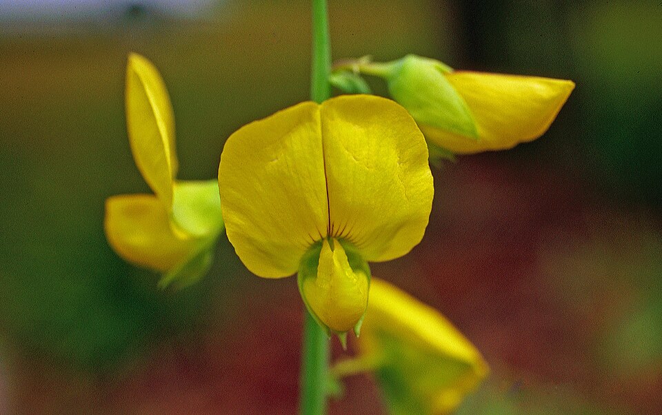 Crotalaria spectabilis (Showy Rattlebox) (alternate view 11)