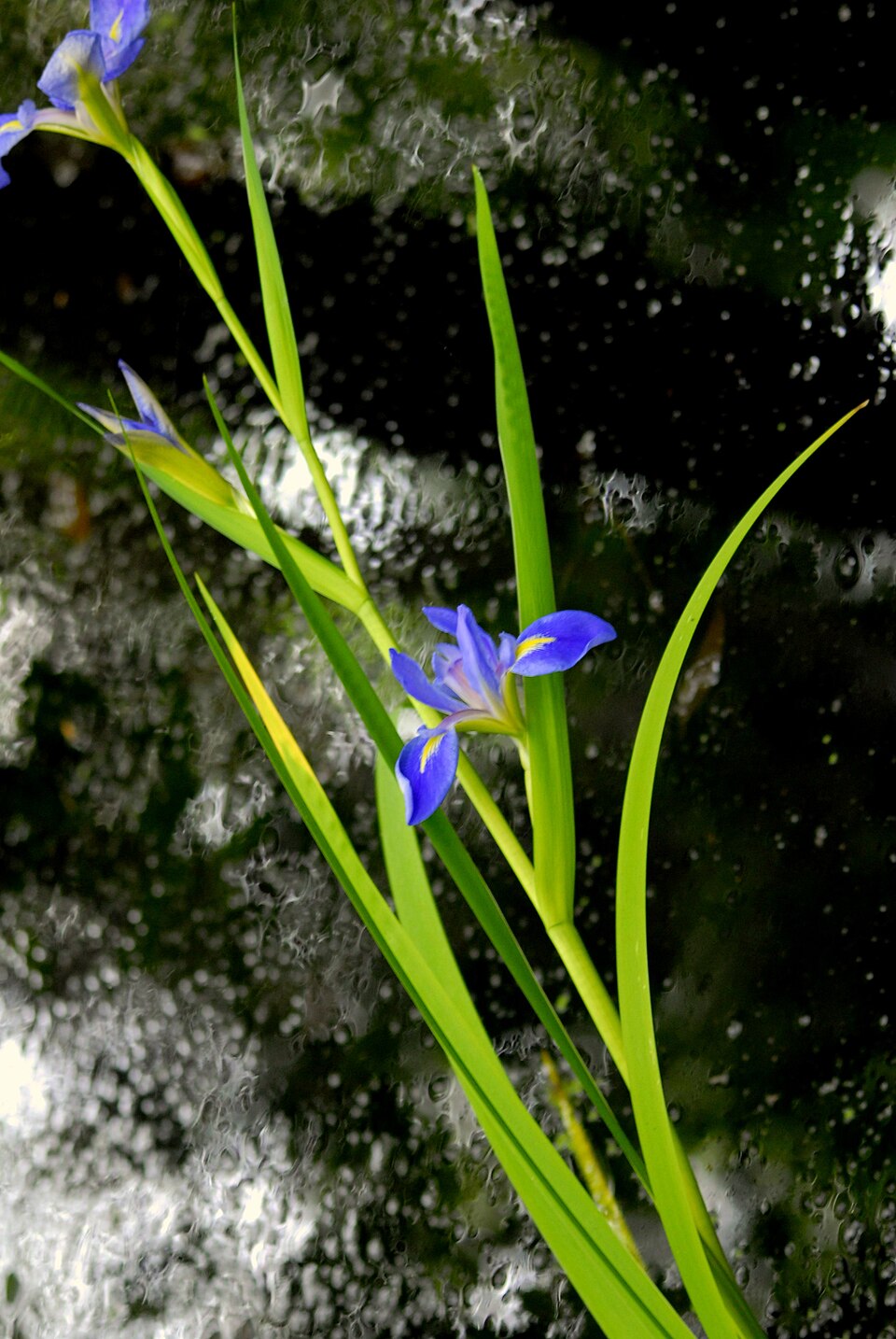 Iris virginica (Virginia Iris) (alternate view 8)