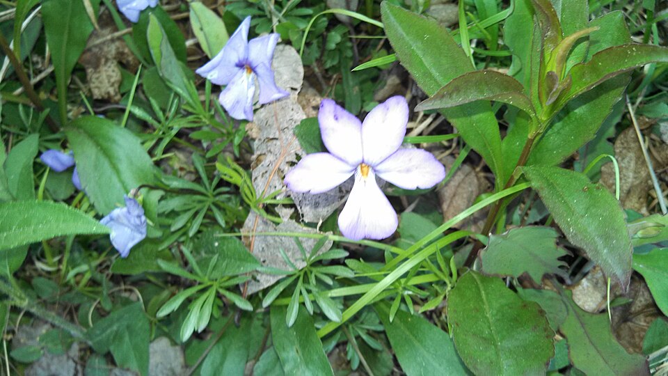 Viola pedata (bird's foot violet) (alternate view 7)