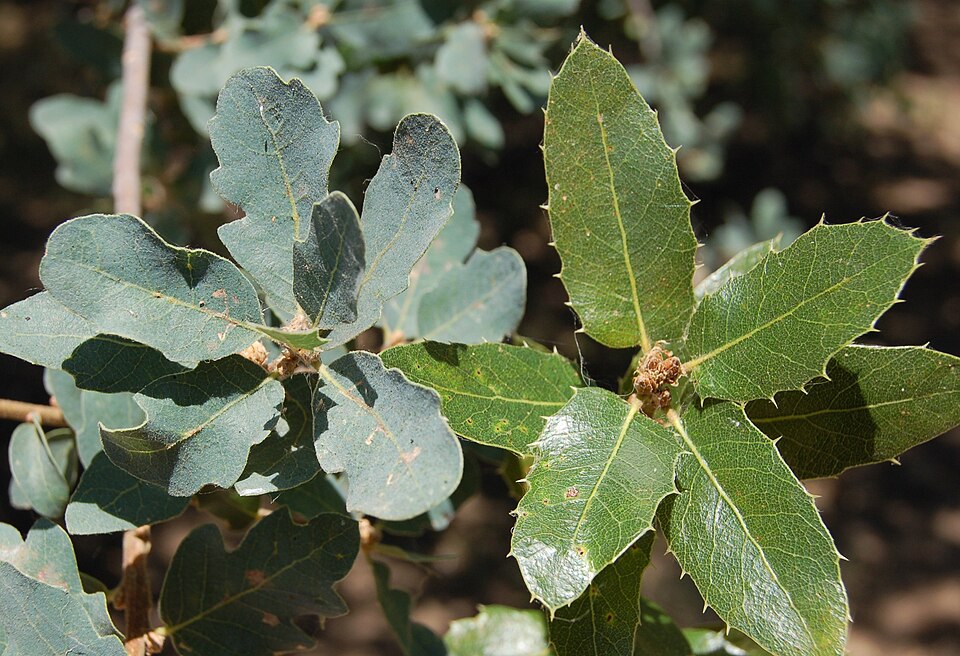 Quercus douglasii (blue oak)