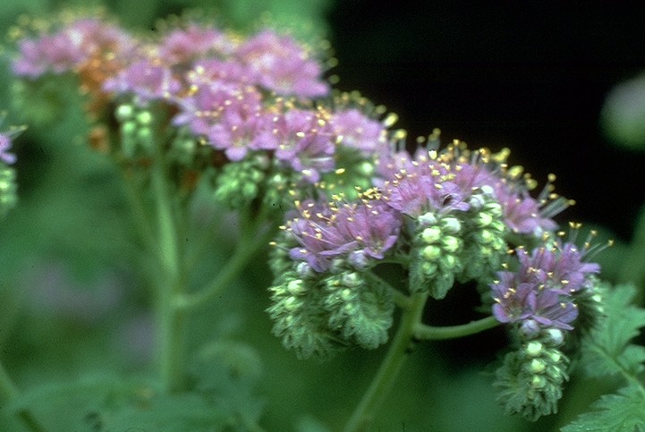 Phacelia congesta (Blue Curls) (alternate view 7)