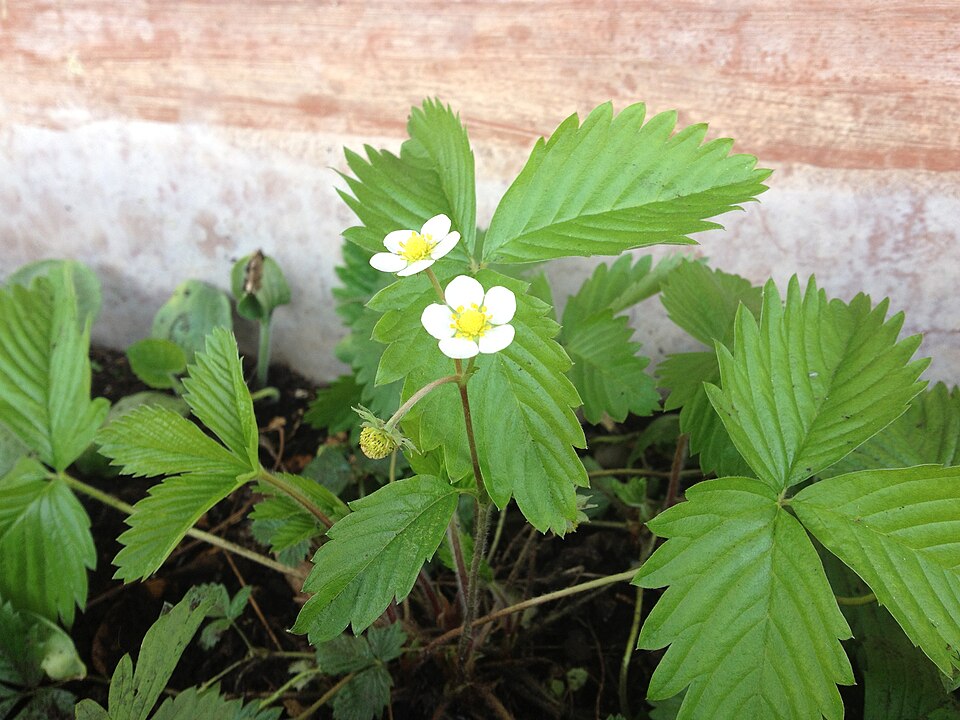 Fragaria vesca (Woodland Strawberry) (alternate view 14)