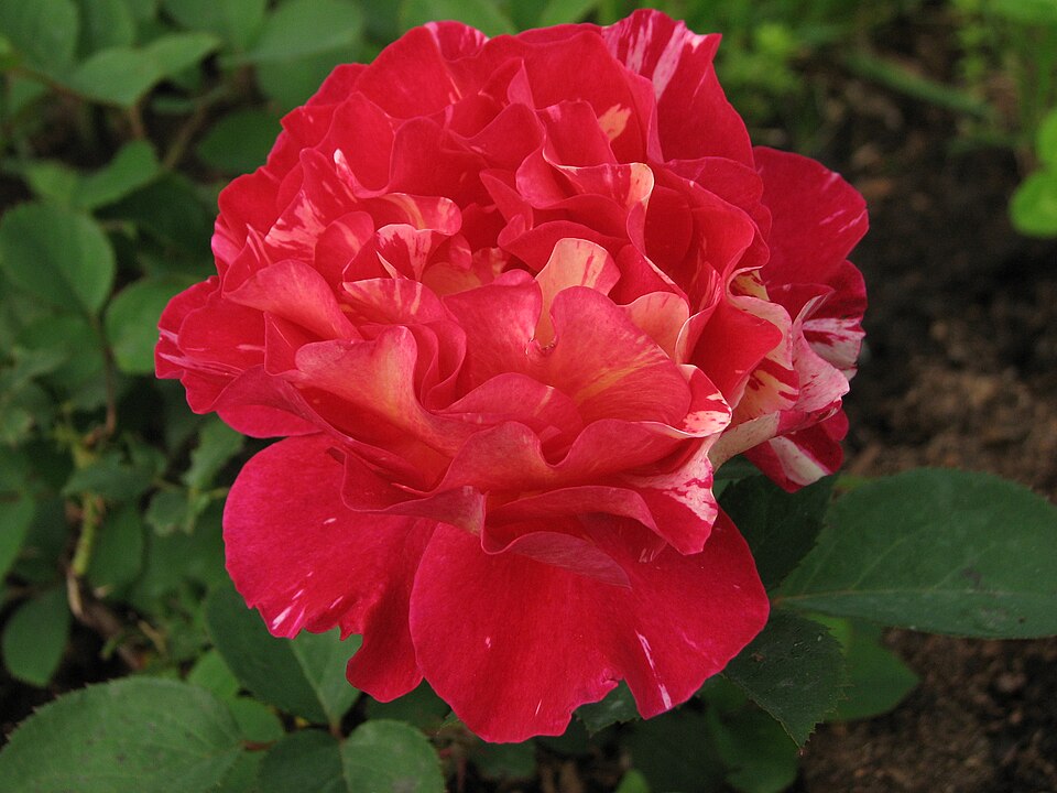Rosa 'Maurice Utrillo' (Maurice Utrillo Rose)