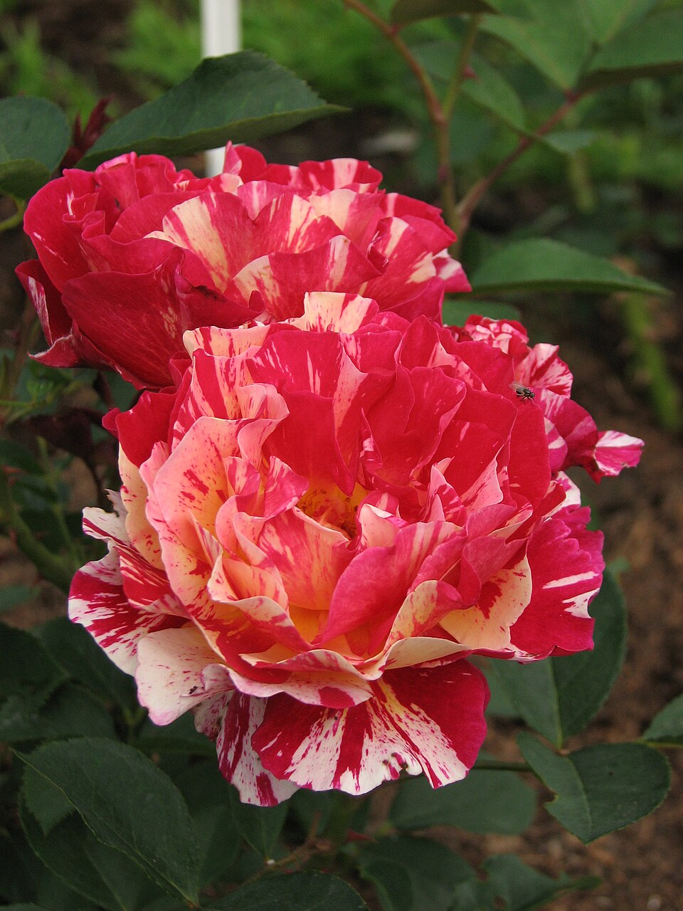 Rosa 'Maurice Utrillo' (Maurice Utrillo Rose) (alternate view 2)