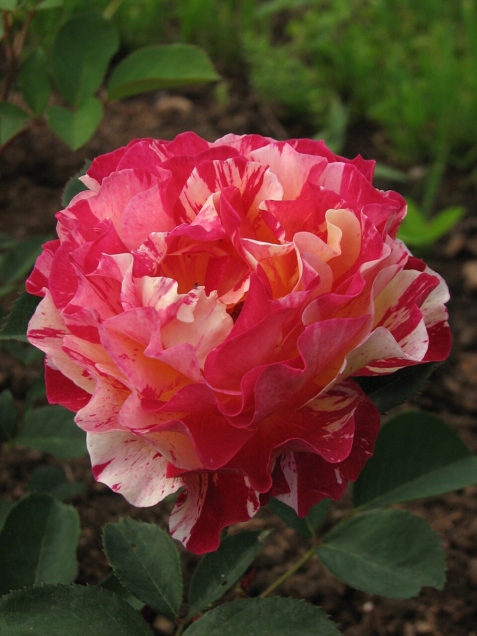 Rosa 'Maurice Utrillo' (Maurice Utrillo Rose) (alternate view 3)