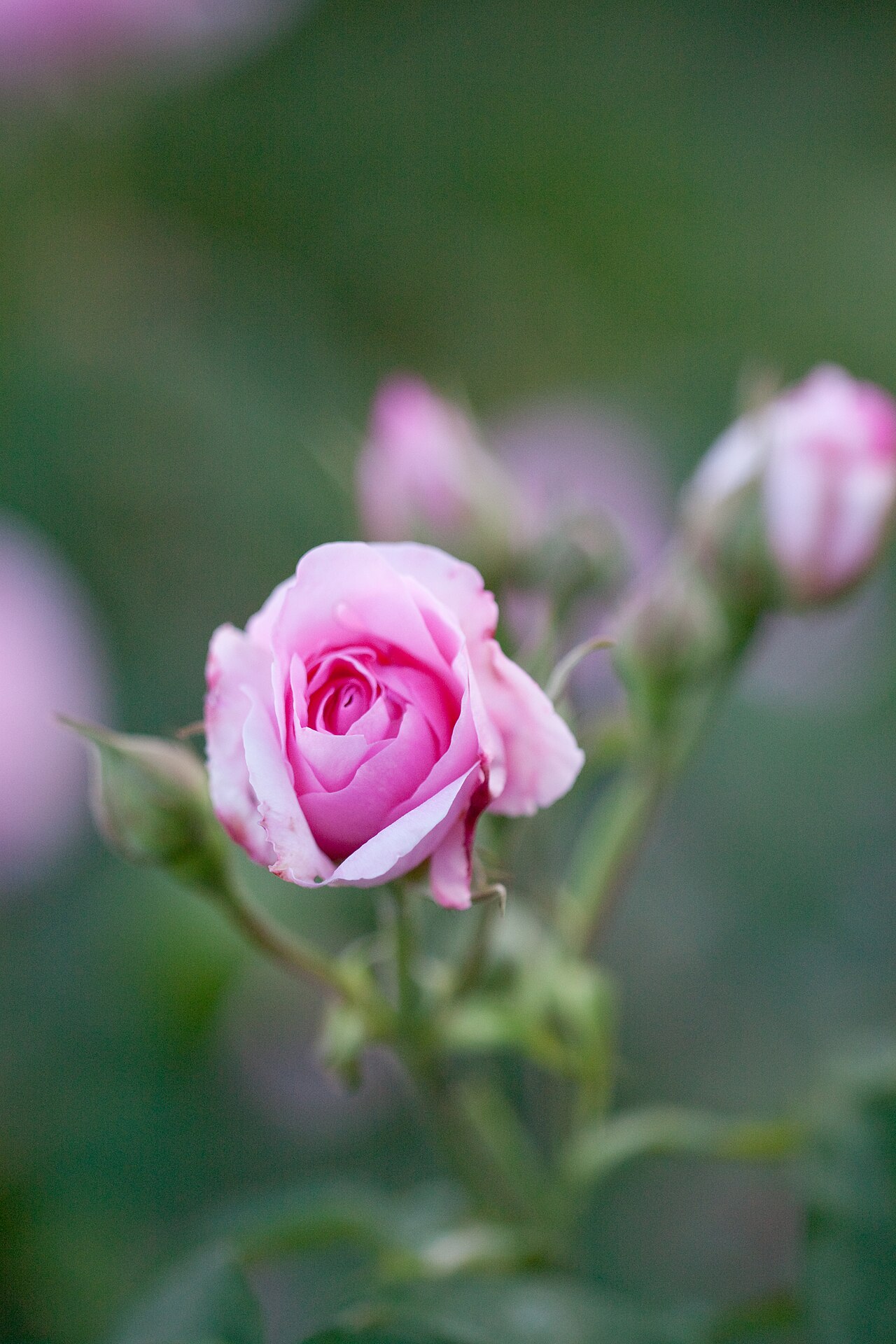 Rosa 'Gertrude Jekyll', Rose 'Gertrude Jekyll' — upright deciduous (Rosaceae) (image 2 of 10)