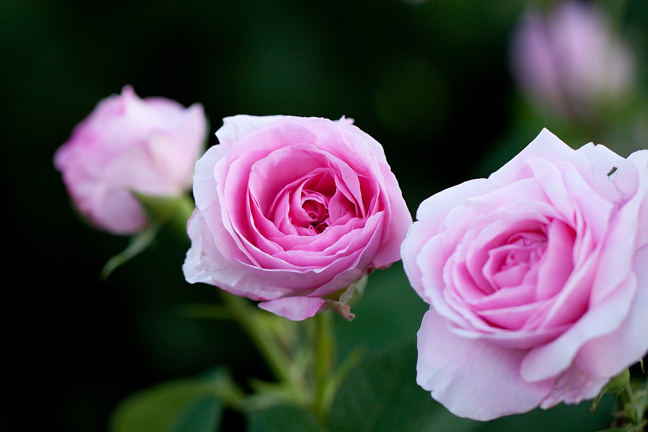 Rosa 'Gertrude Jekyll', Rose 'Gertrude Jekyll' — upright deciduous (Rosaceae) (image 3 of 10)