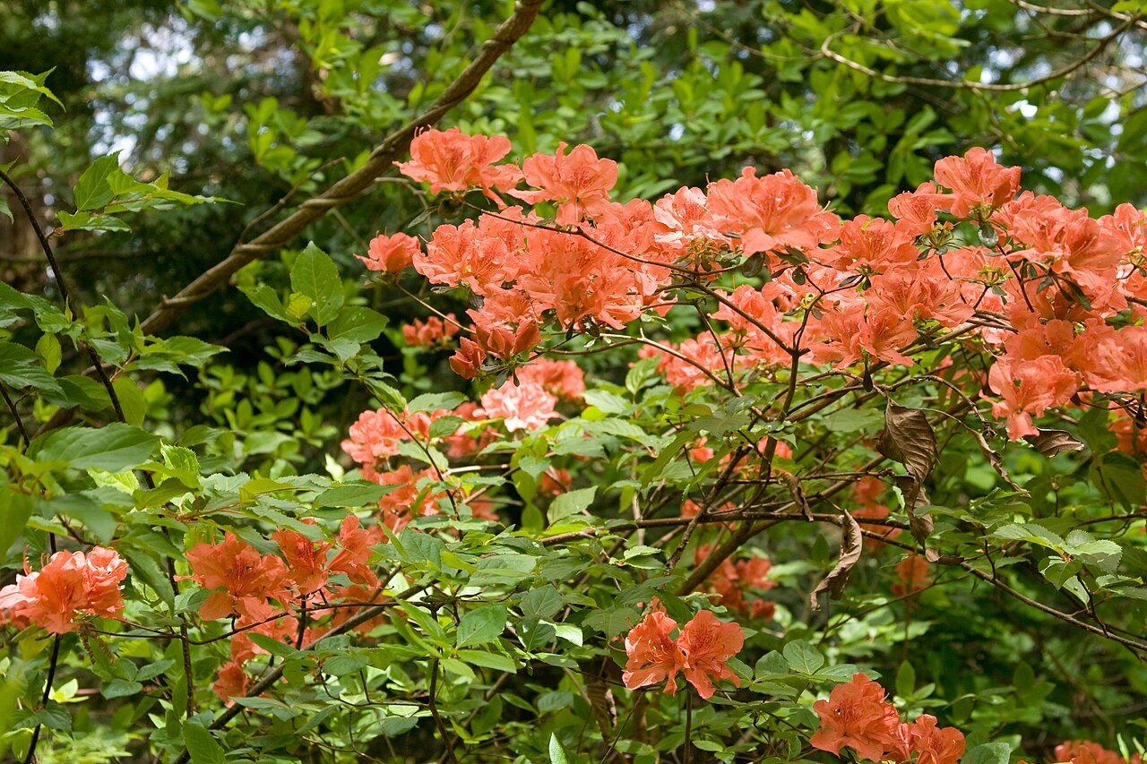 Rhododendron kaempferi, Kaempfer azalea — upright semi-evergreen (Ericaceae) (image 7 of 10)