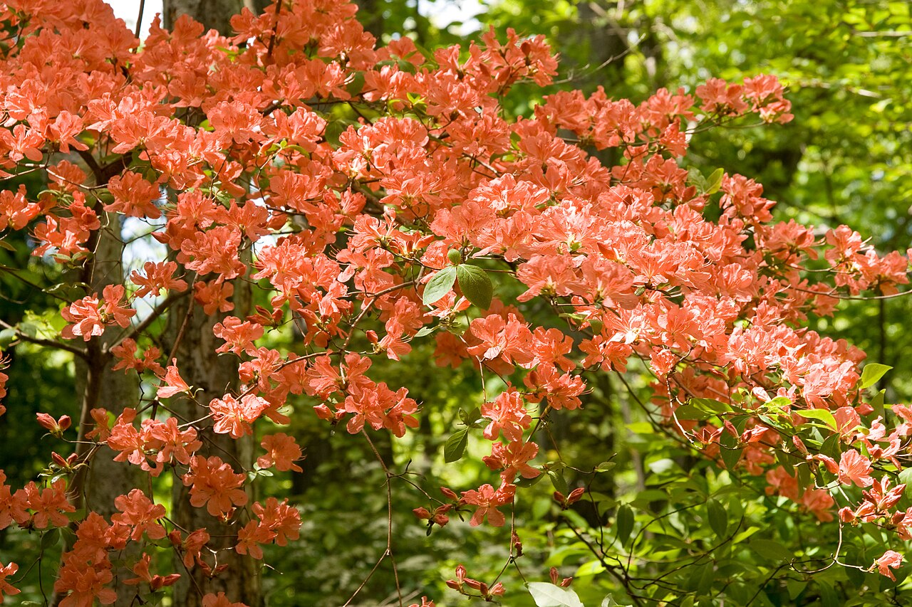 Rhododendron kaempferi, Kaempfer azalea — upright semi-evergreen (Ericaceae) (image 8 of 10)