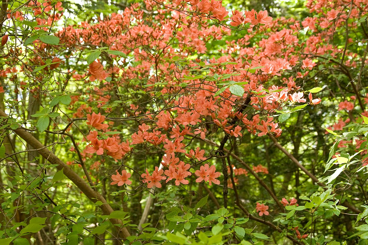 Rhododendron kaempferi, Kaempfer azalea — upright semi-evergreen (Ericaceae) (image 9 of 10)