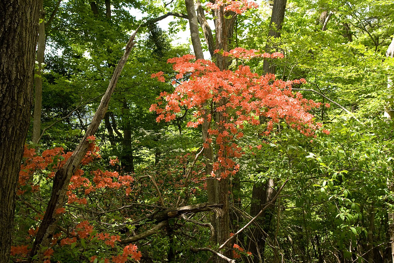 Rhododendron kaempferi, Kaempfer azalea — upright semi-evergreen (Ericaceae) (image 10 of 10)
