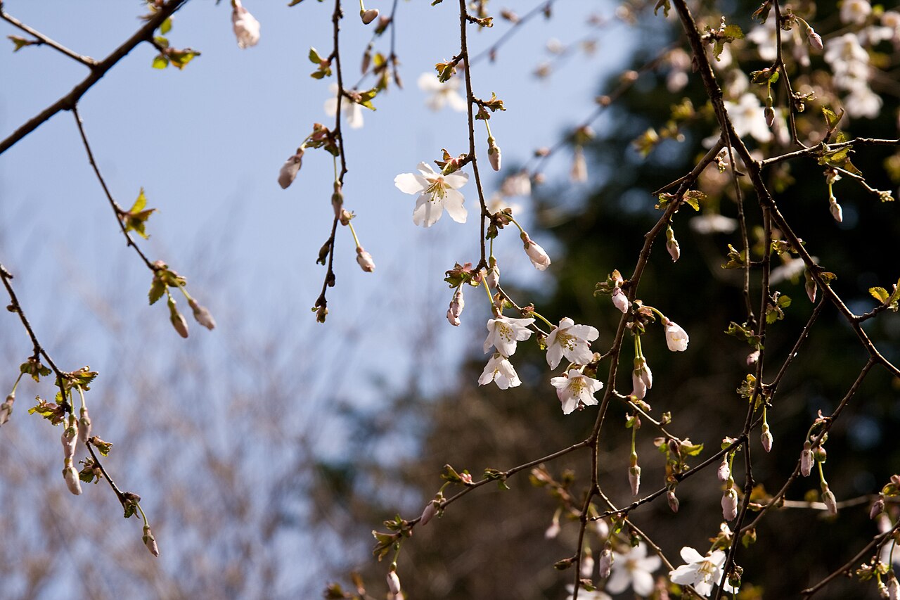 Prunus incisa, Fuji cherry — spreading deciduous (Rosaceae) (image 9 of 10)