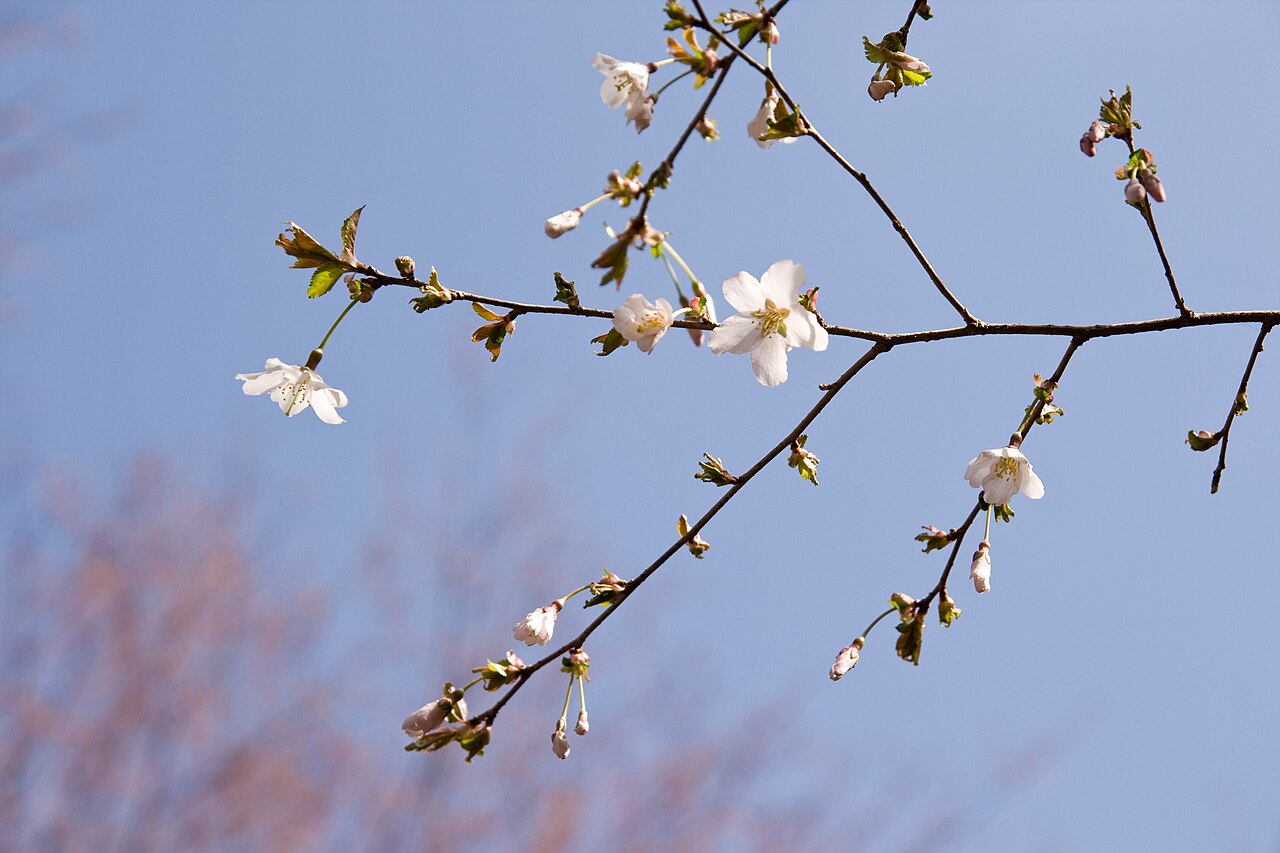 Prunus incisa, Fuji cherry — spreading deciduous (Rosaceae) (image 10 of 10)