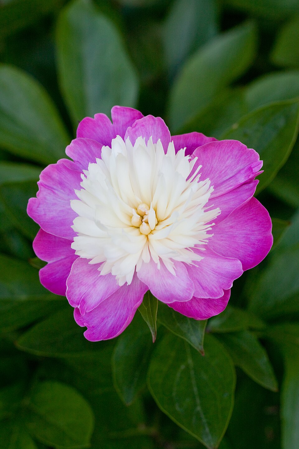 Paeonia 'Santa Fe' (Santa Fe Peony)