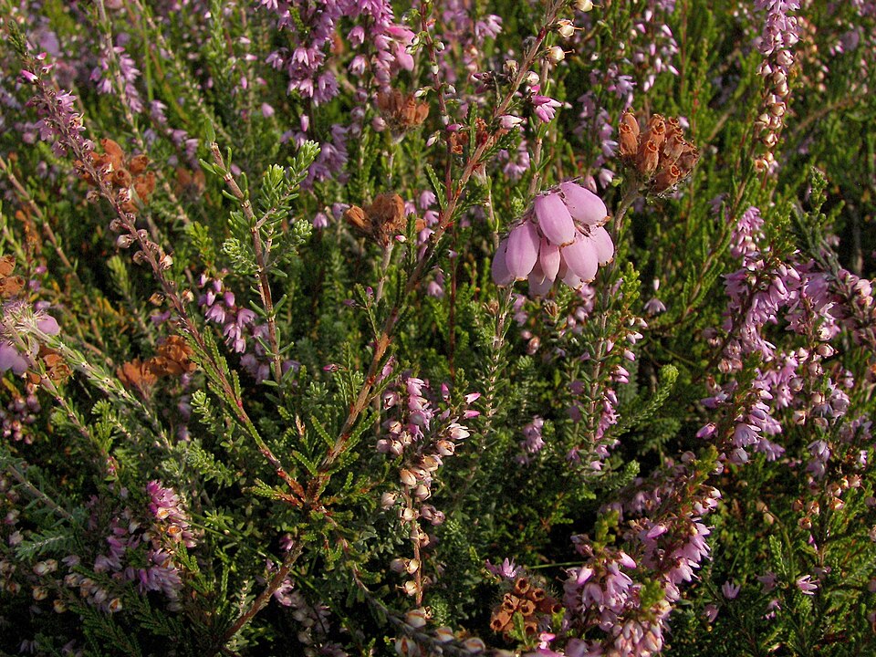 Erica tetralix (Cross-leaved Heath)
