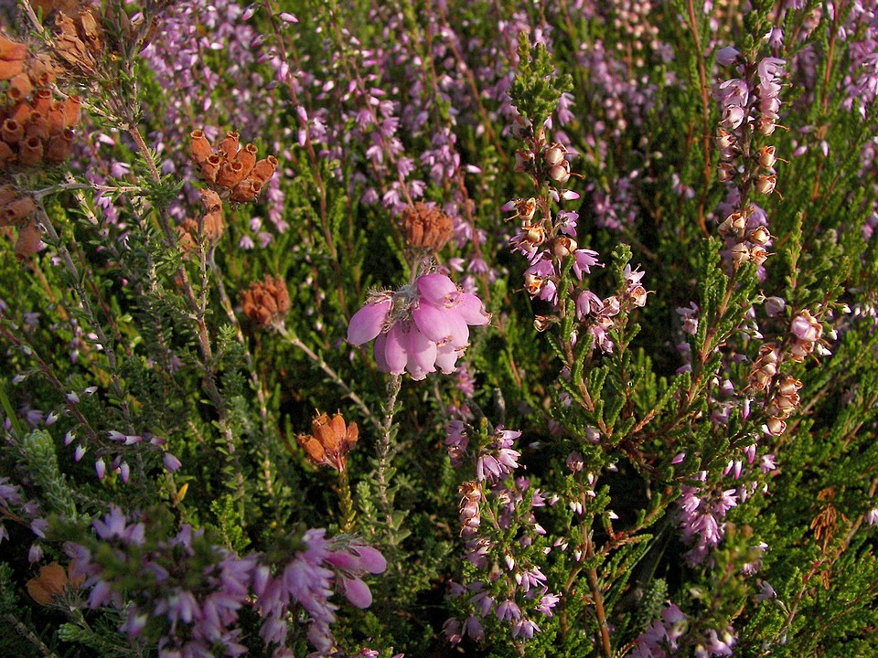 Erica tetralix (Cross-leaved Heath)