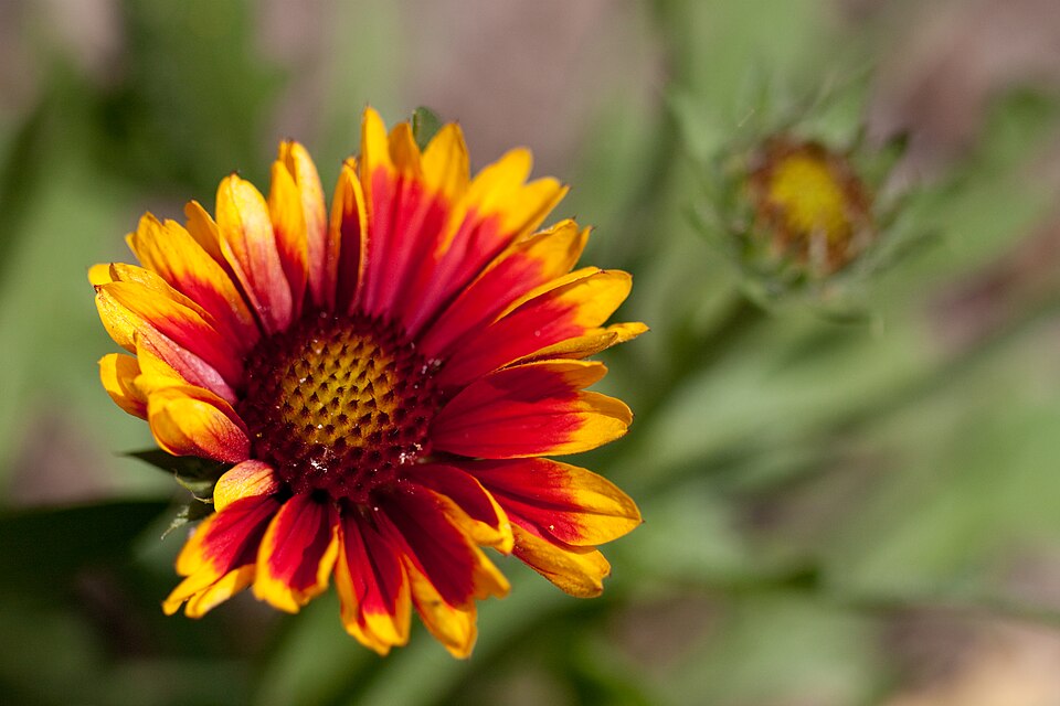 Gaillardia x grandiflora 'Arizona Sun' (Arizona Sun Gaillardia)