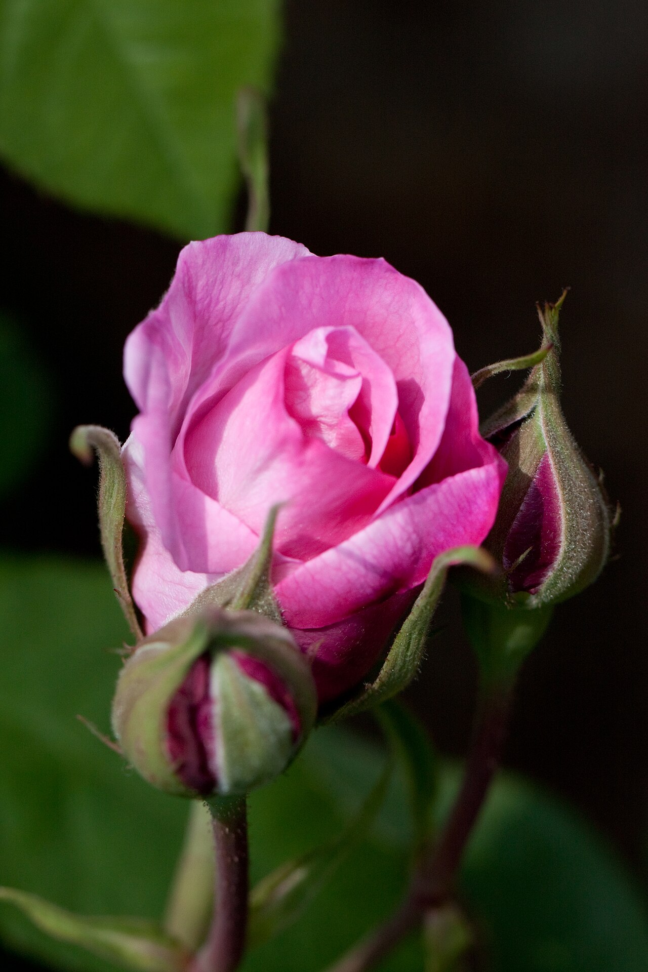 Rosa 'Gertrude Jekyll', Rose 'Gertrude Jekyll' — upright deciduous (Rosaceae) (image 4 of 10)