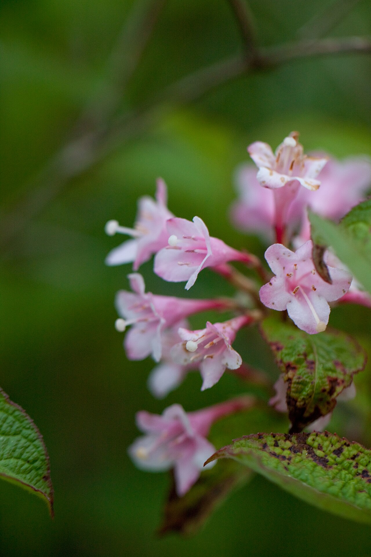 Weigela hortensis, Japanese weigela — upright deciduous (Caprifoliaceae) (image 10 of 10)