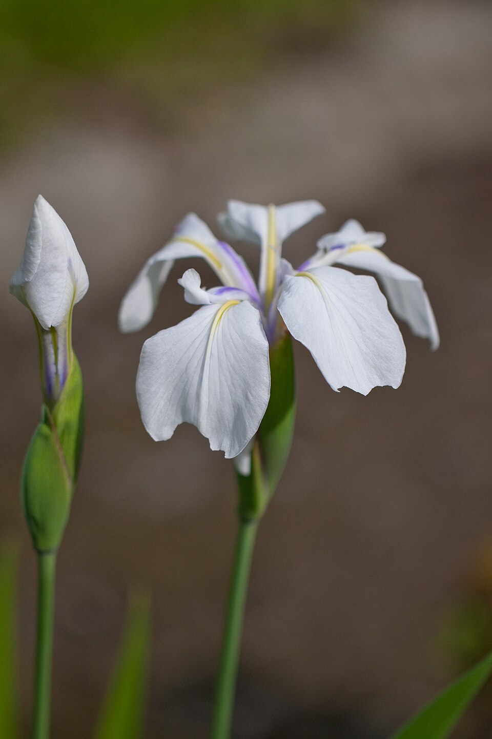 Iris ensata (Japanese iris) (alternate view 11)