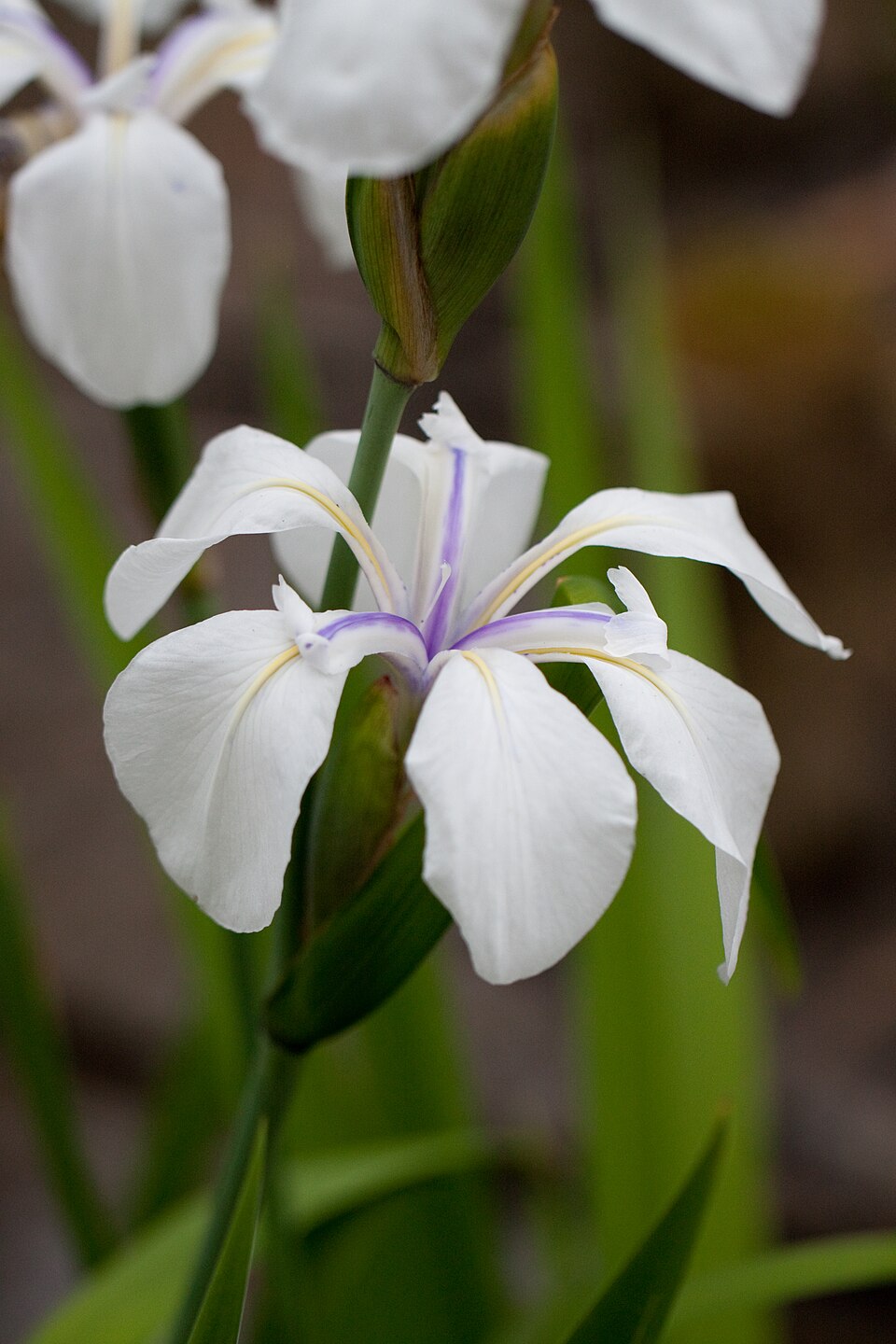 Iris ensata (Japanese iris) (alternate view 12)