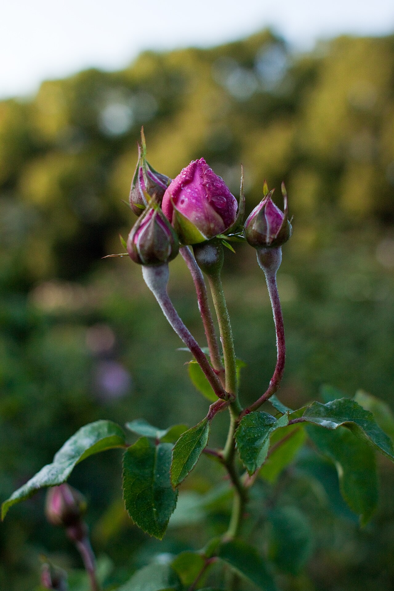 Rosa 'Gertrude Jekyll', Rose 'Gertrude Jekyll' — upright deciduous (Rosaceae) (image 5 of 10)