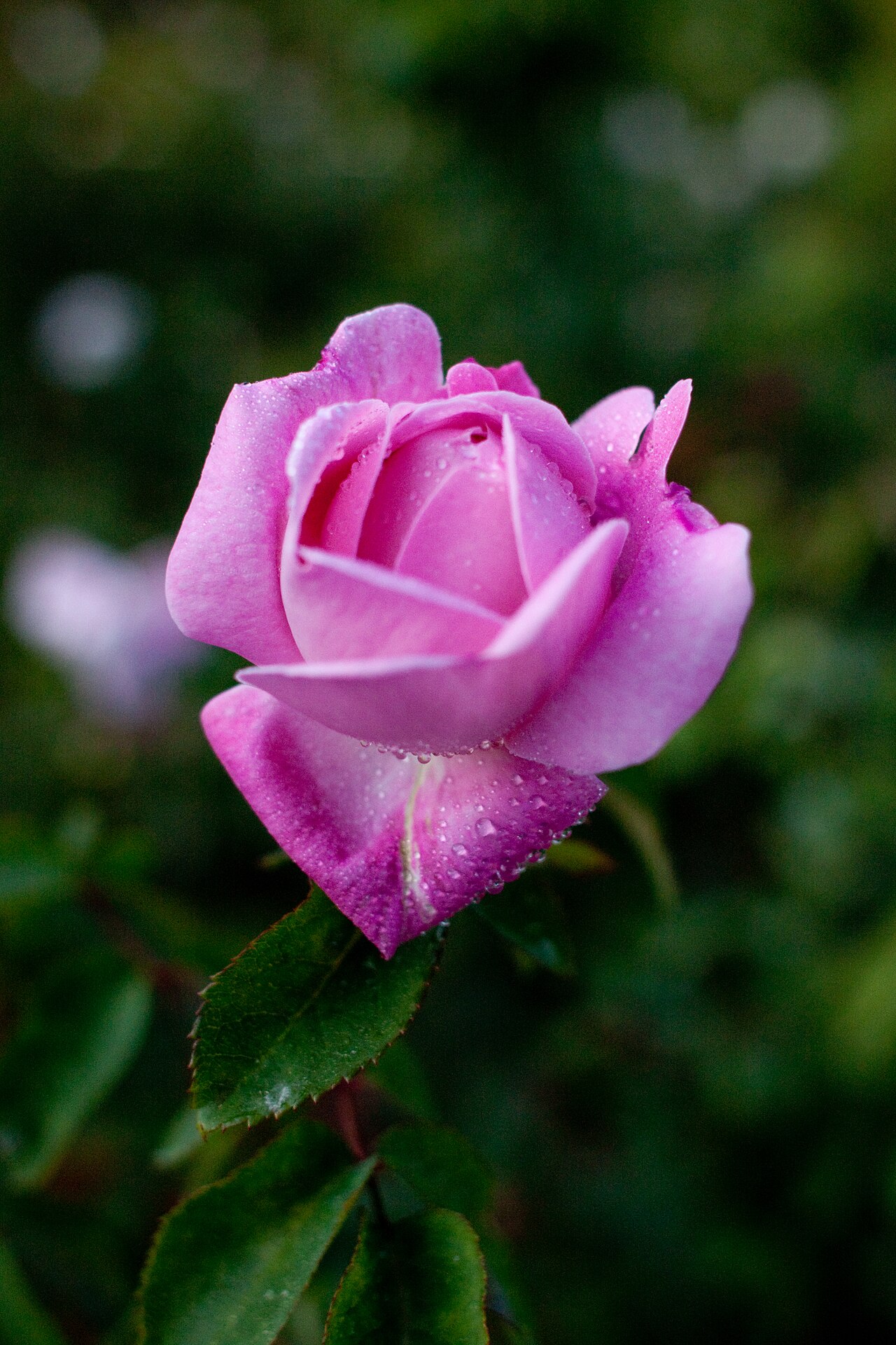 Rosa 'Gertrude Jekyll', Rose 'Gertrude Jekyll' — upright deciduous (Rosaceae) (image 6 of 10)