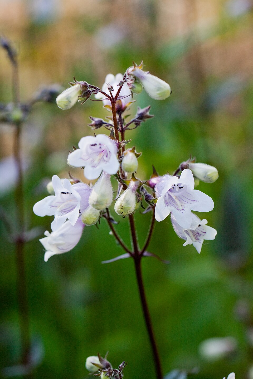 Keckiella cordifolia (heartleaf keckiella) (alternate view 8)