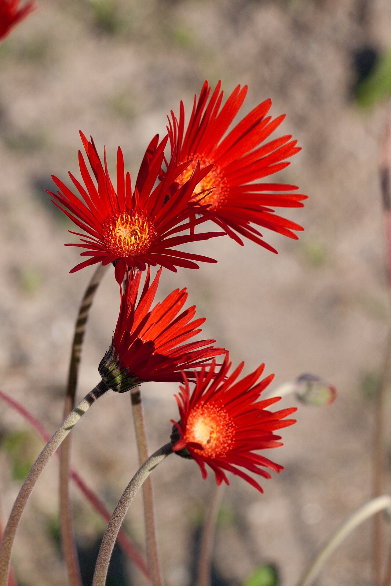 Gerbera jamesonii, Barberton daisy — clumping evergreen (Asteraceae) (image 1 of 10)