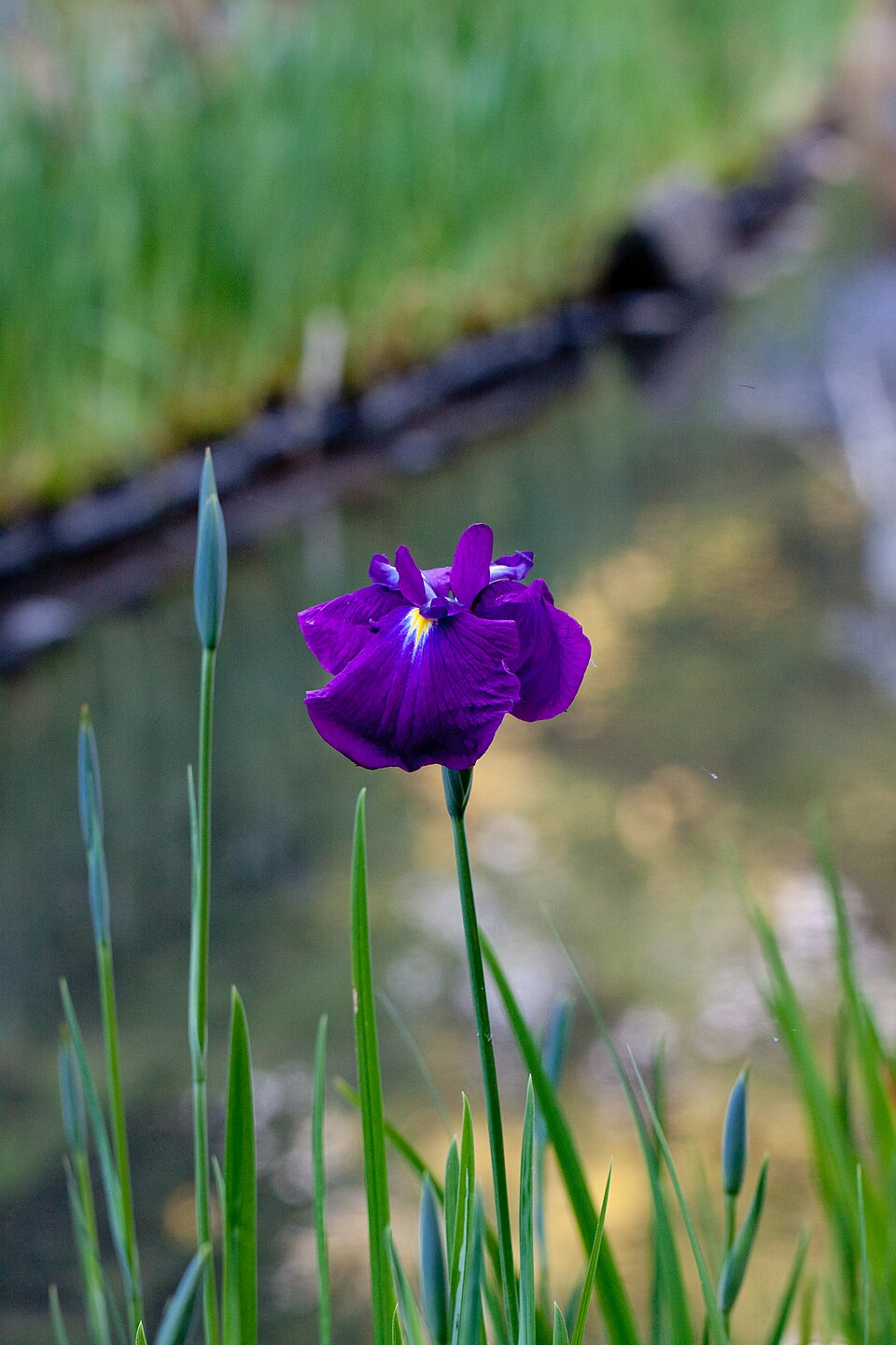 Iris ensata (Japanese iris) (alternate view 13)