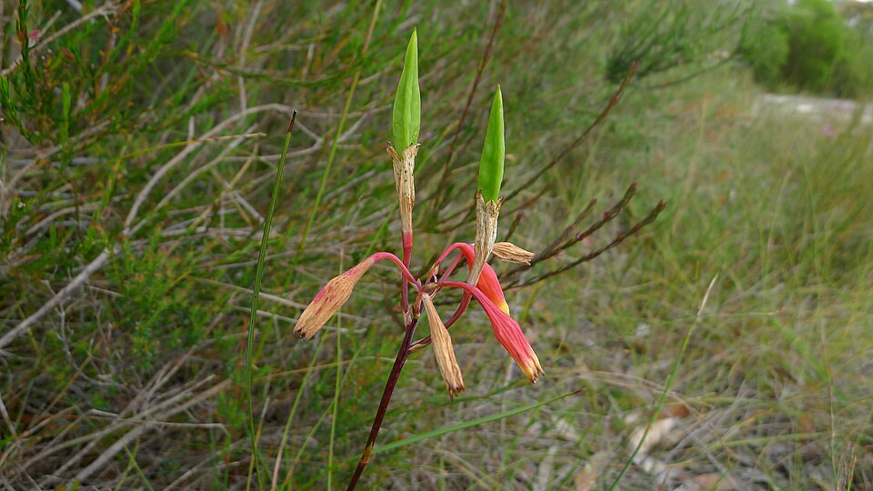 Blandfordia nobilis (Christmas Bells) (alternate view 7)