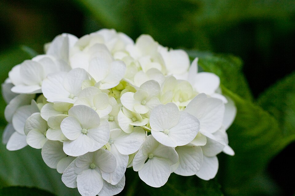 Hydrangea serrata 'Preziosa' (Preziosa Hydrangea) (alternate view 3)