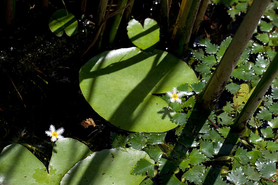 Nymphoides indica (Water Snowflake)