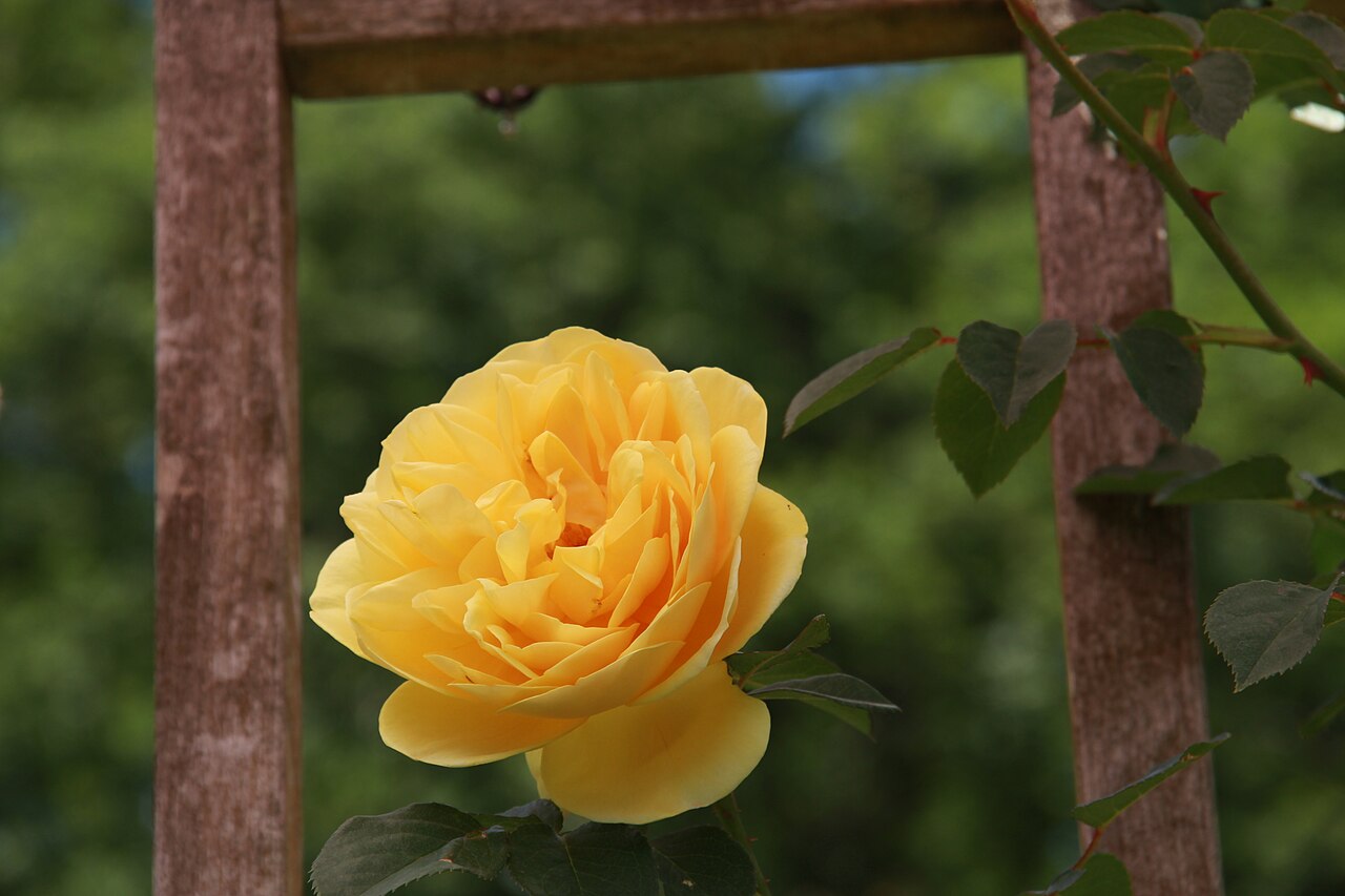 Rosa 'Graham Thomas', Rose 'Graham Thomas' — upright deciduous (Rosaceae) (image 3 of 10)