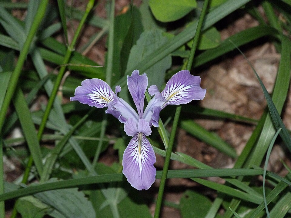 Iris tenax (Oregon Flag Iris) (alternate view 8)