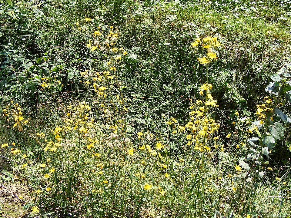 Hieracium umbellatum (Canada hawkweed)
