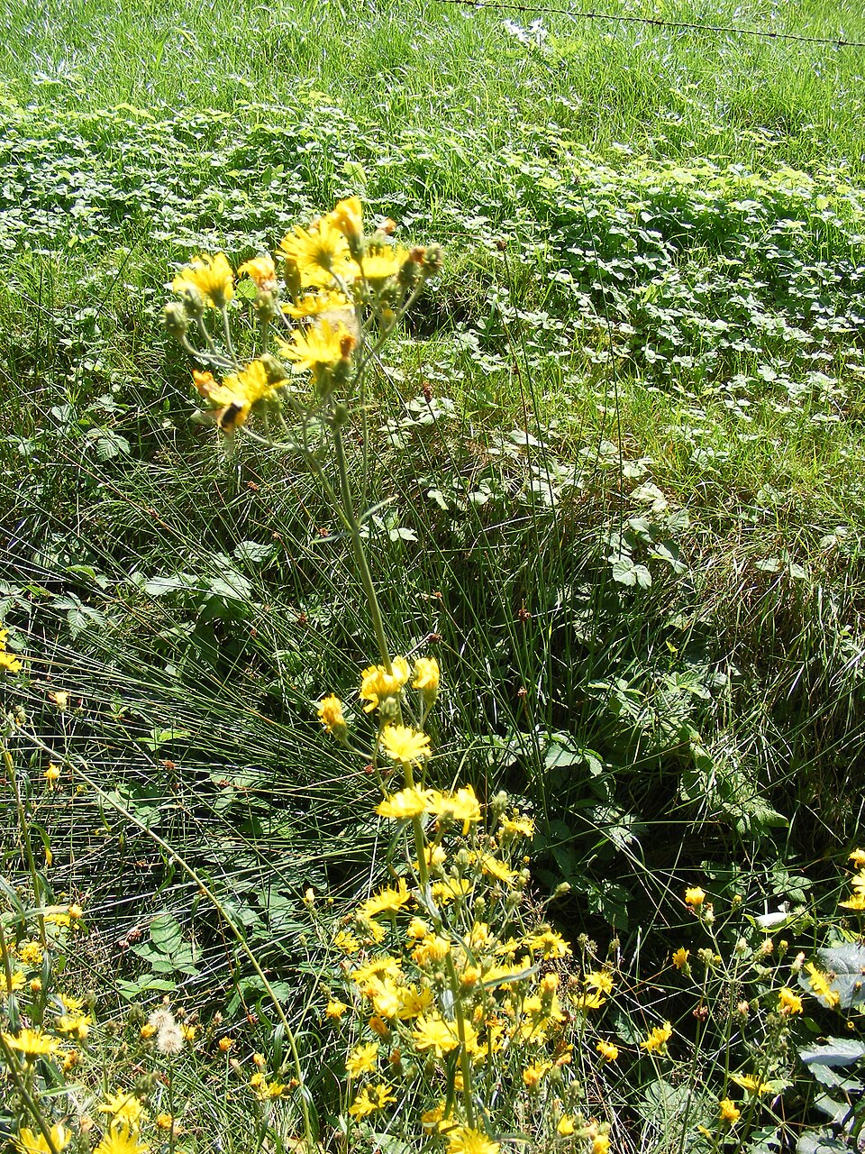 Hieracium umbellatum (Canada hawkweed)