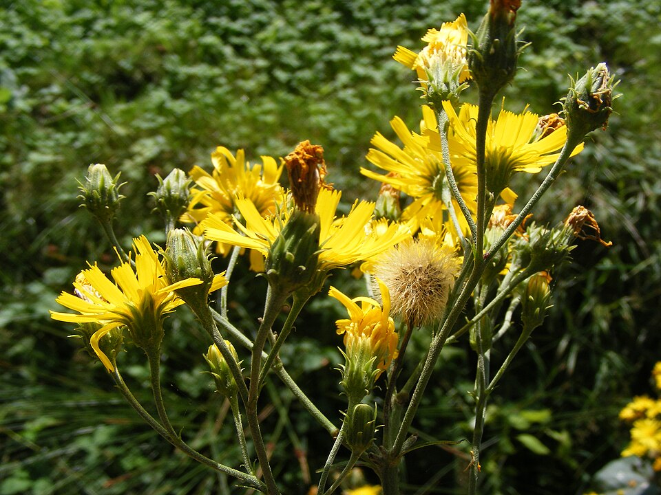 Hieracium umbellatum (Canada hawkweed)