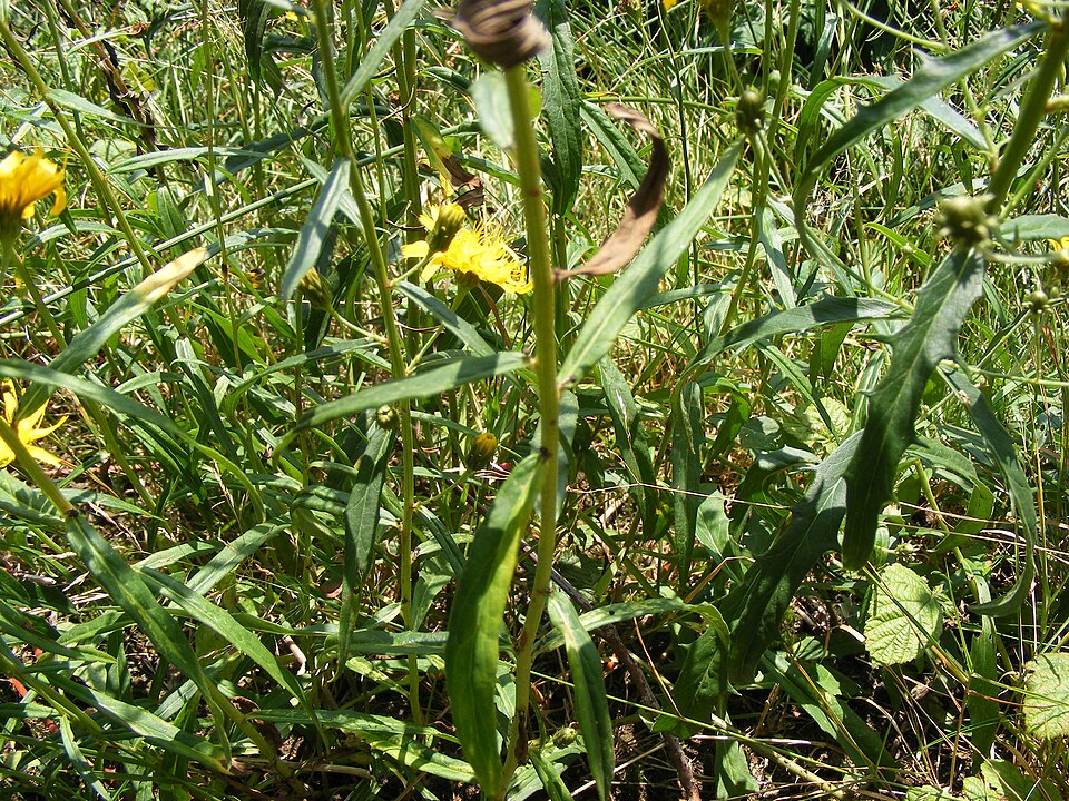 Hieracium umbellatum (Canada hawkweed)
