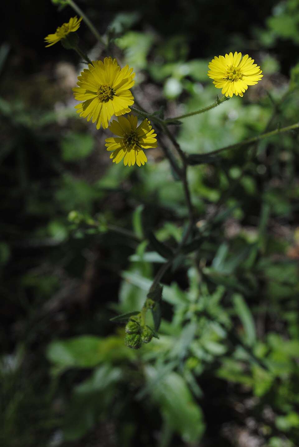 Anisocarpus madioides (woodland madia)