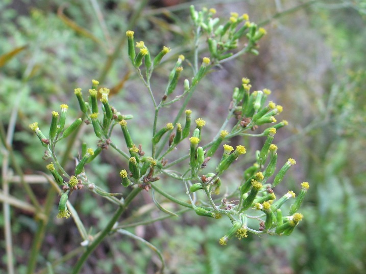 Senecio minimus (coastal burnweed) (alternate view 9)