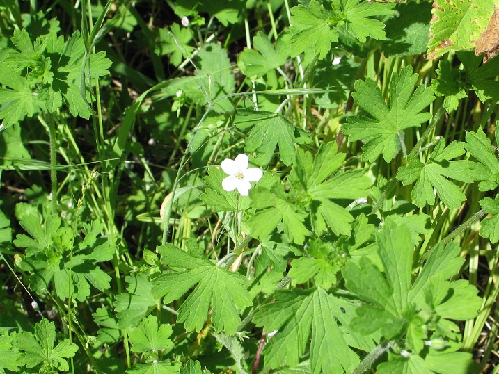 Geranium potentilloides (cinquefoil geranium) (alternate view 6)