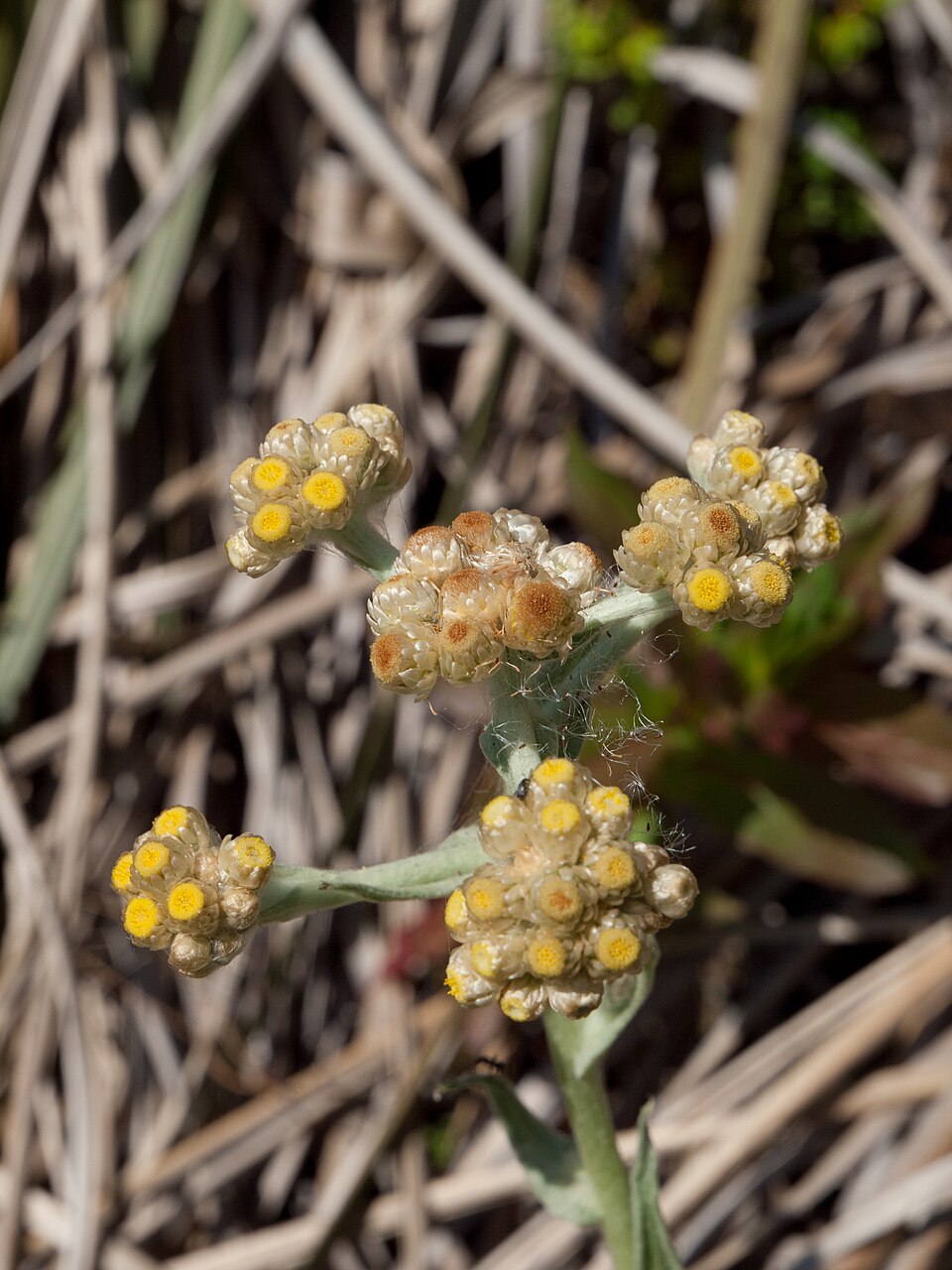 Pseudognaphalium stramineum (cottonbatting plant) (alternate view 2)