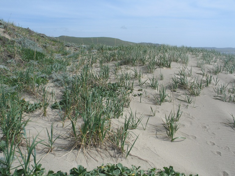 Leymus mollis (Dune Grass) (alternate view 7)